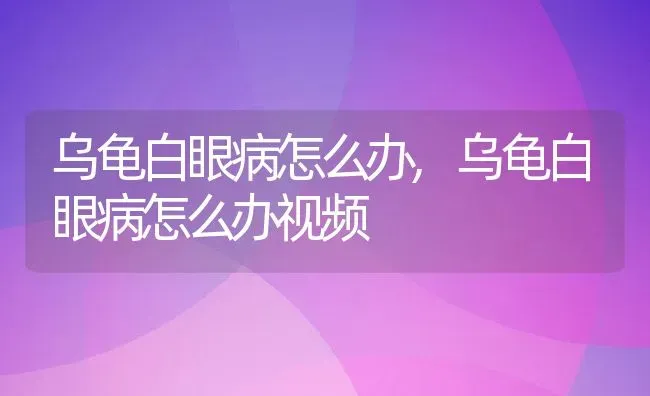 乌龟白眼病怎么办,乌龟白眼病怎么办视频 | 养殖科普