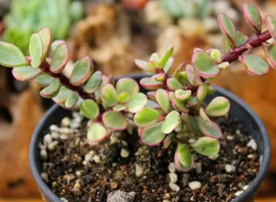 雅乐之舞花语及寓意,代表沉默与逃避的花？