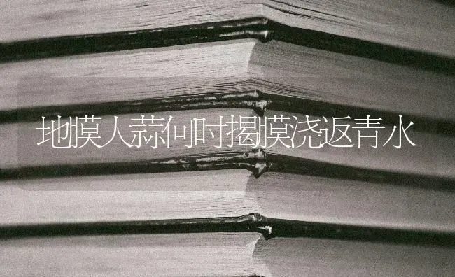 地膜大蒜何时揭膜浇返青水 | 养殖技术大全