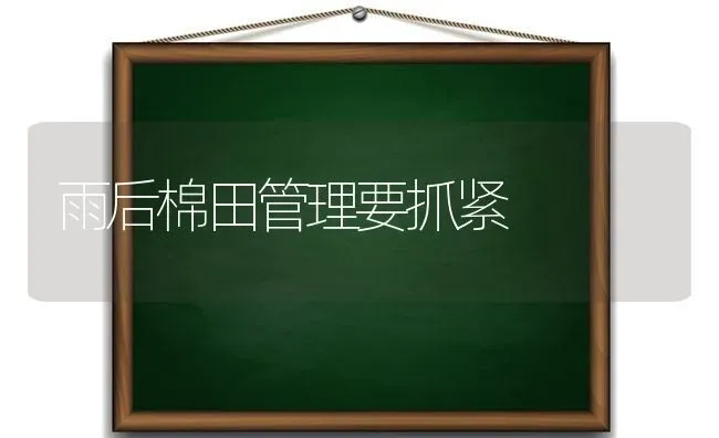 雨后棉田管理要抓紧 | 养殖知识