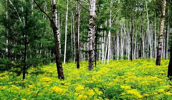 林下种植什么最简单,林下养殖的主要项目？