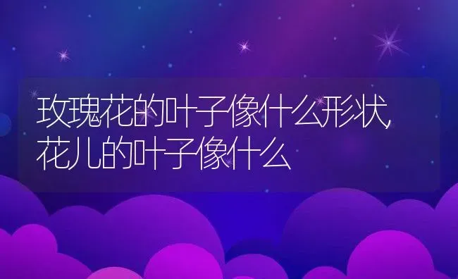 玫瑰花的叶子像什么形状,花儿的叶子像什么 | 养殖学堂