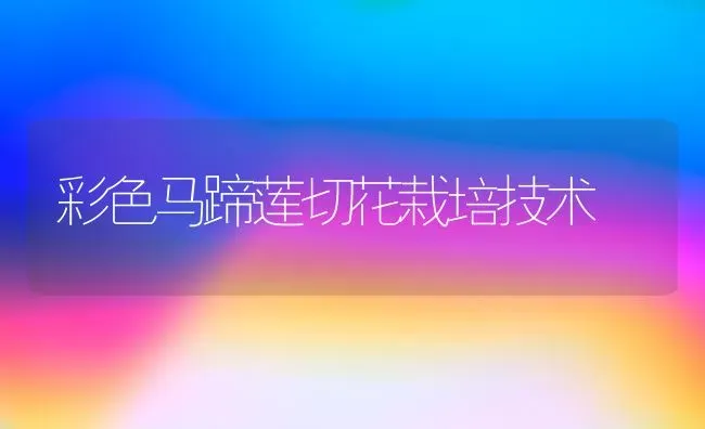 彩色马蹄莲切花栽培技术 | 养殖技术大全