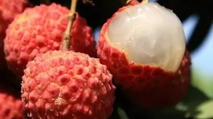 荔枝长什么样子,荔枝品种有哪些？
