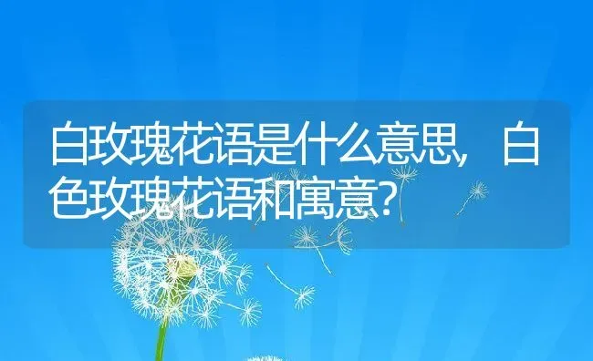 白玫瑰花语是什么意思,白色玫瑰花语和寓意？ | 养殖学堂