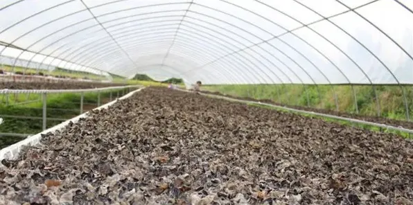 种植黑木耳好种吗？需要掌握什么技术 | 生活常识