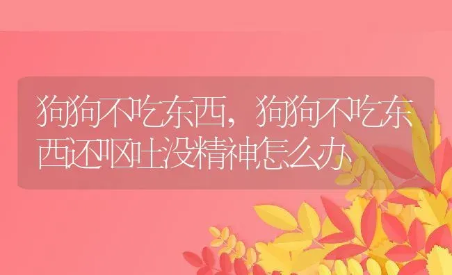 狗狗不吃东西,狗狗不吃东西还呕吐没精神怎么办 | 养殖科普