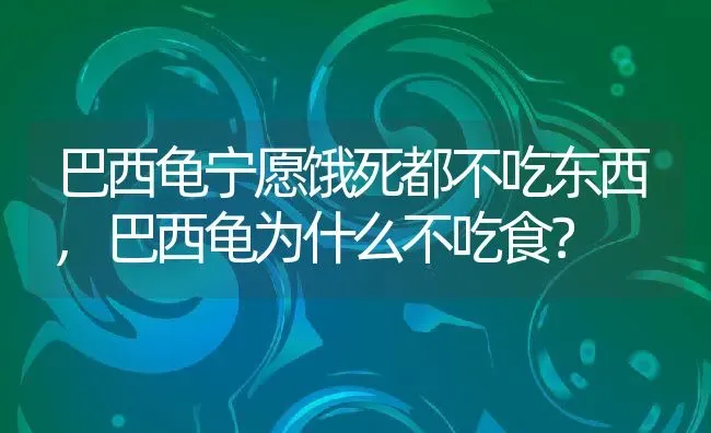 巴西龟宁愿饿死都不吃东西,巴西龟为什么不吃食？ | 养殖学堂