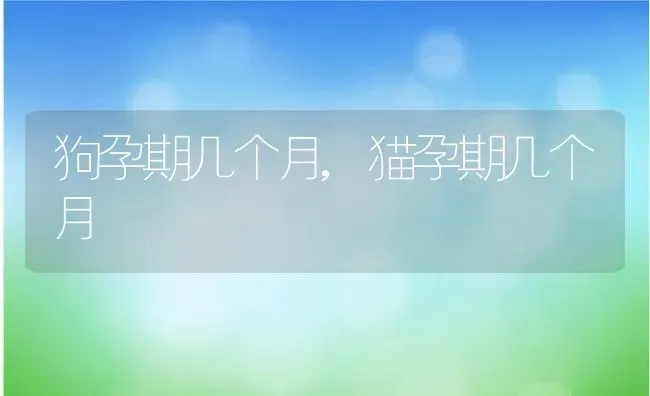 公猫母猫哪个好养,公猫母猫哪个好养活 | 养殖科普