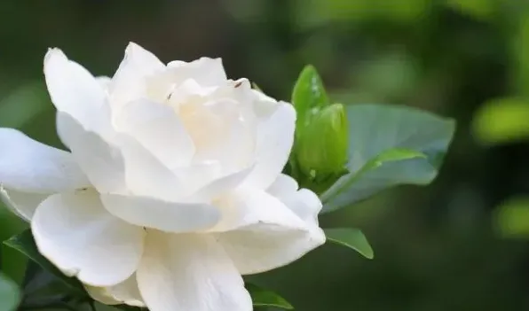 什么花在夏天开 | 农广天地