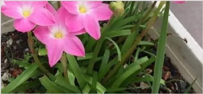 风雨兰开花有毒吗 | 实用知识