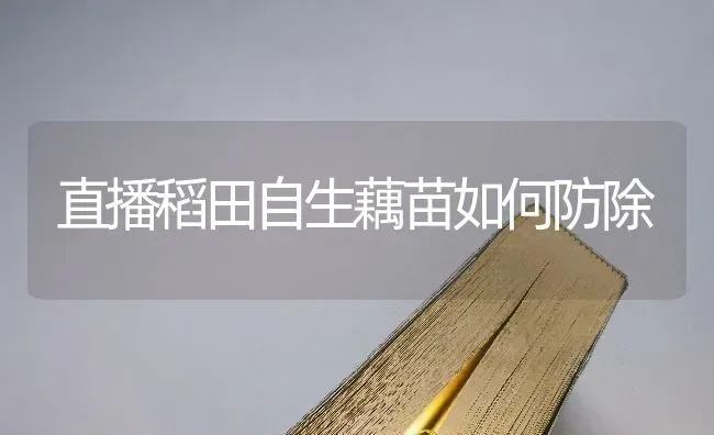直播稻田自生藕苗如何防除 | 养殖知识