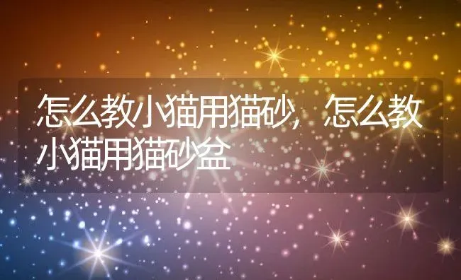 怎么教小猫用猫砂,怎么教小猫用猫砂盆 | 养殖科普
