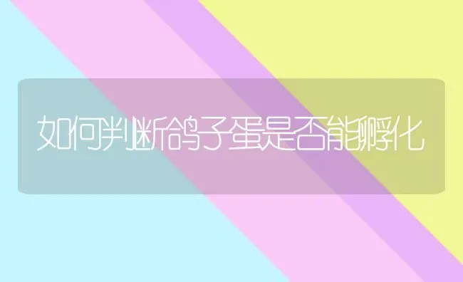 如何判断鸽子蛋是否能孵化 | 养殖技术大全