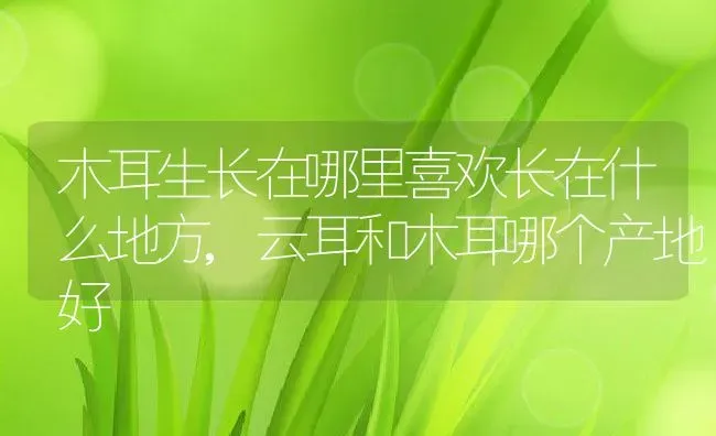 木耳生长在哪里喜欢长在什么地方,云耳和木耳哪个产地好 | 养殖学堂