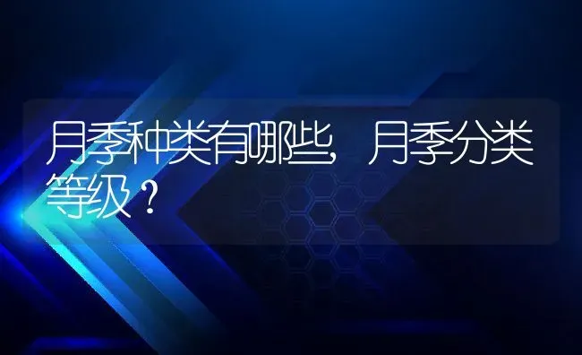 月季种类有哪些,月季分类等级？ | 养殖科普