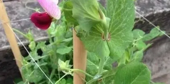 盆栽豌豆的种植步骤及注意事项 | 农广天地