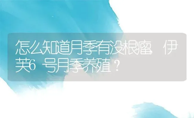 怎么知道月季有没根瘤,伊芙6号月季养殖？ | 养殖科普