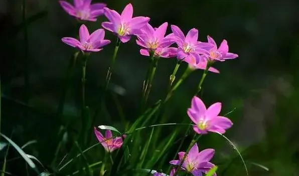 风雨兰开花有毒吗 | 实用知识