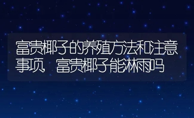 富贵椰子的养殖方法和注意事项,富贵椰子能淋雨吗 | 养殖学堂