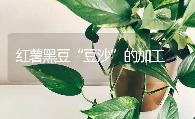 红薯黑豆“豆沙”的加工 | 养殖技术大全