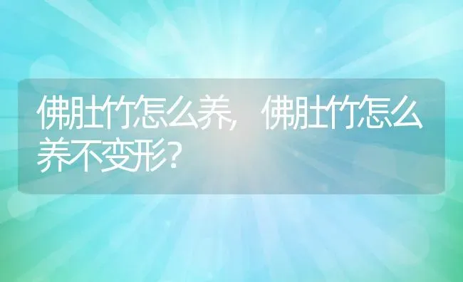 佛肚竹怎么养,佛肚竹怎么养不变形？ | 养殖科普