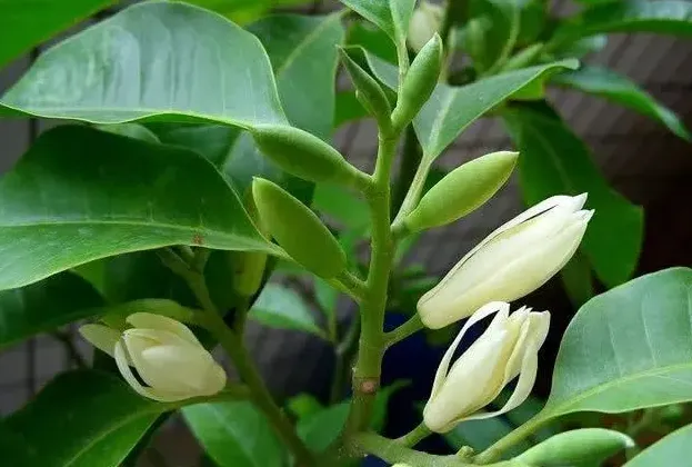 白兰花用什么土最好,白兰花的种植方法？