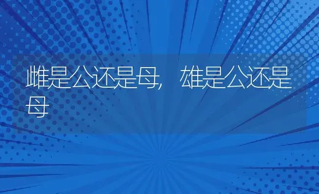 雌是公还是母,雄是公还是母 | 养殖科普