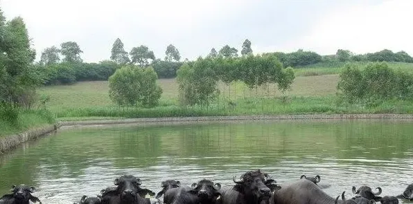 优秀的水牛品种有哪些？ | 常识大全