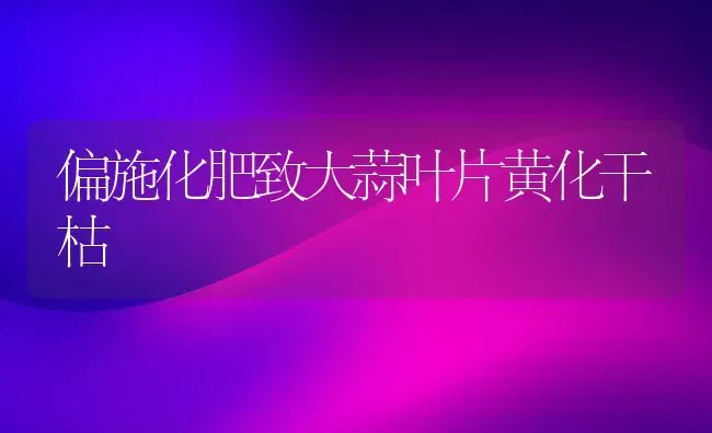 偏施化肥致大蒜叶片黄化干枯 | 养殖技术大全