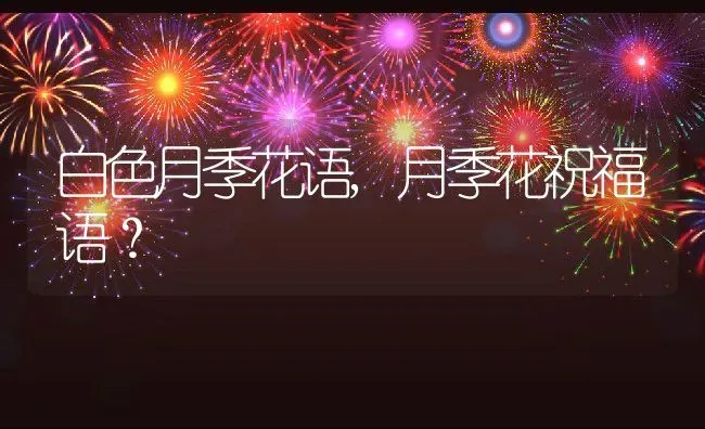 白色月季花语,月季花祝福语？ | 养殖科普