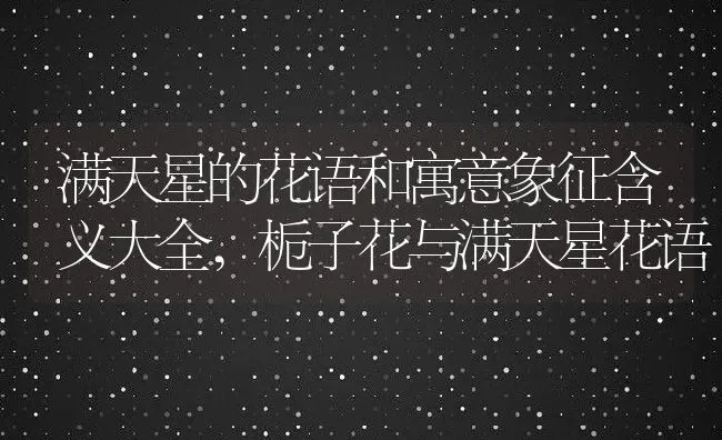 满天星的花语和寓意象征含义大全,栀子花与满天星花语 | 养殖学堂