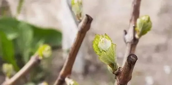 葡萄种植五个时期流水管理 | 实用知识