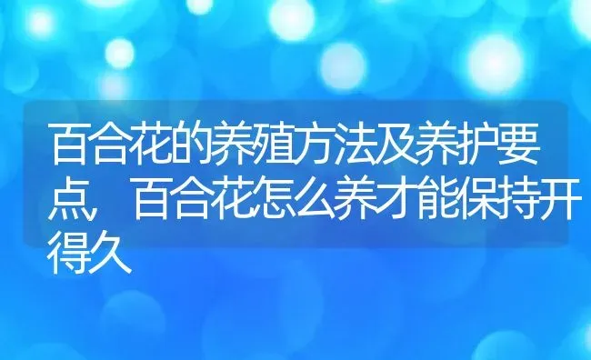 百合花的养殖方法及养护要点,百合花怎么养才能保持开得久 | 养殖学堂