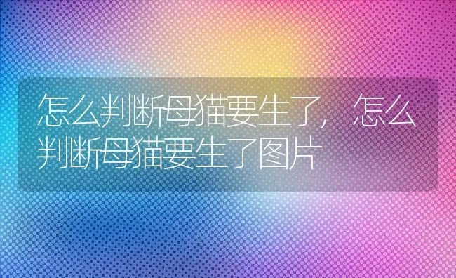 怎么判断母猫要生了,怎么判断母猫要生了图片 | 养殖科普