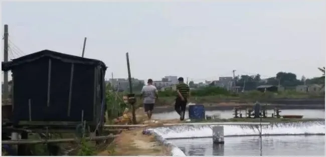 冬棚养殖，将开启“可控养虾”的新时代！ | 常识大全