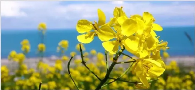 油菜花有白色的吗 | 常识大全