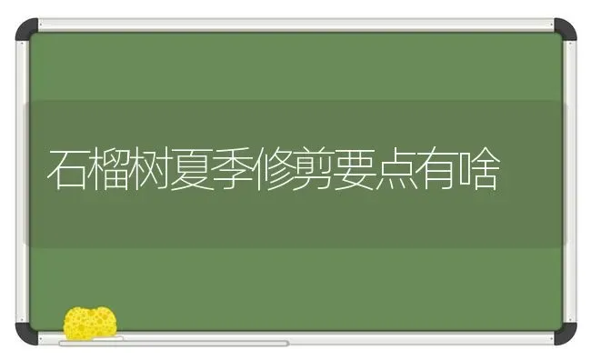 石榴树夏季修剪要点有啥 | 养殖技术大全