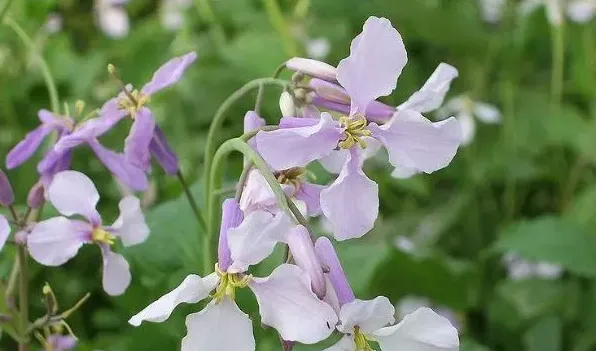 诸葛菜什么时候开花 | 农广天地