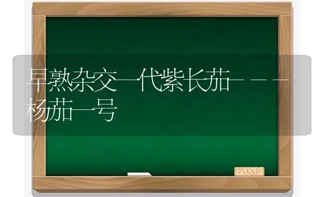 早熟杂交一代紫长茄---杨茄一号 | 养殖技术大全