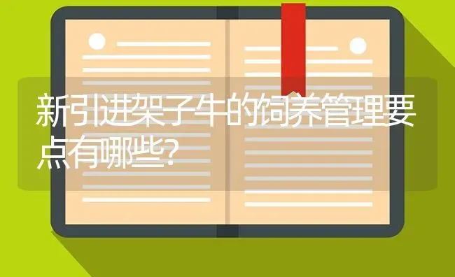 新引进架子牛的饲养管理要点有哪些? | 养殖知识