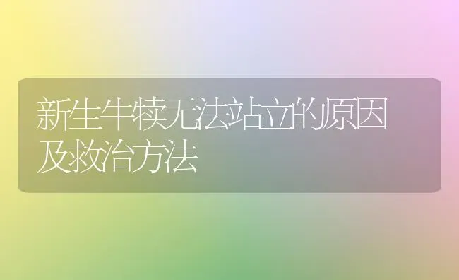 新生牛犊无法站立的原因 及救治方法 | 养殖技术大全