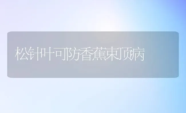 松针叶可防香蕉束顶病 | 养殖知识