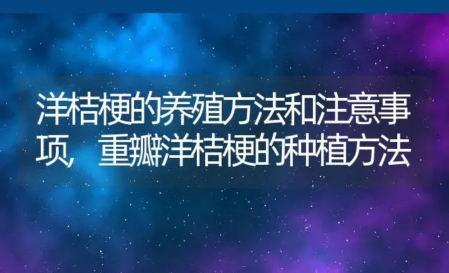 洋桔梗的养殖方法和注意事项,重瓣洋桔梗的种植方法 | 养殖学堂