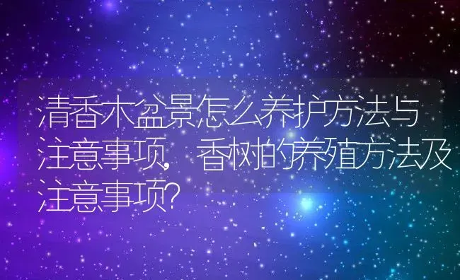 清香木盆景怎么养护方法与注意事项,香树的养殖方法及注意事项？ | 养殖科普