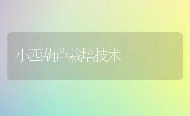 小西葫芦栽培技术 | 养殖知识