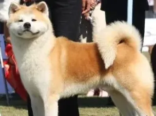 养秋田犬的禁忌,秋田犬不能吃的食物，你是否还在喂？
