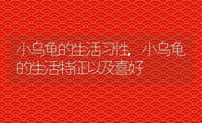 小乌龟的生活习性,小乌龟的生活特征以及喜好 | 养殖科普