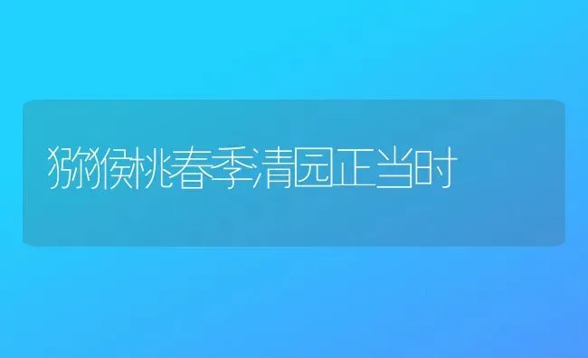 猕猴桃春季清园正当时 | 养殖技术大全