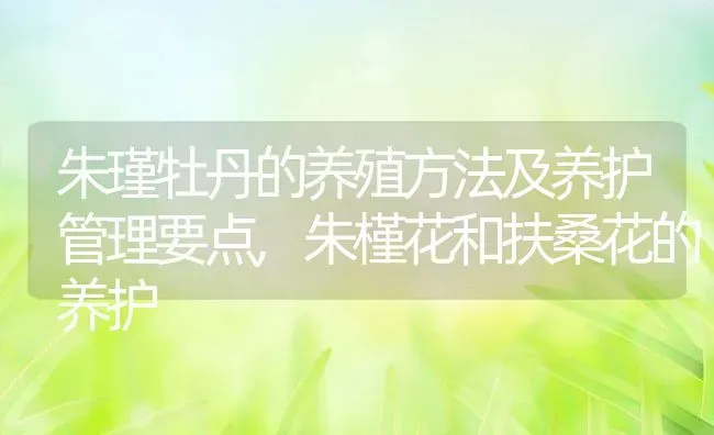 朱瑾牡丹的养殖方法及养护管理要点,朱槿花和扶桑花的养护 | 养殖学堂